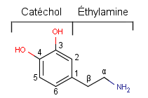 Catecholamine.png